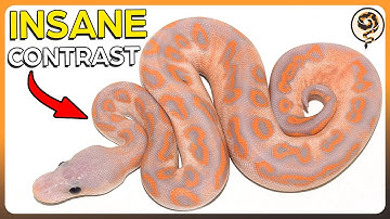 5 MORE of My Favorite DARK Ball Python Morphs - These Genes create insane Contrast!