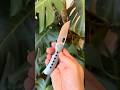 Wingman EDC Mach 3 Tom Mayo Collab Knife Reate OEM M390 Titanium Framelock small #edc folder