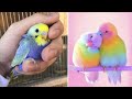 Baby Animals 🔴 Funny Parrots and Cute Birds Compilation (2020) Loros Adorables Recopilación #19