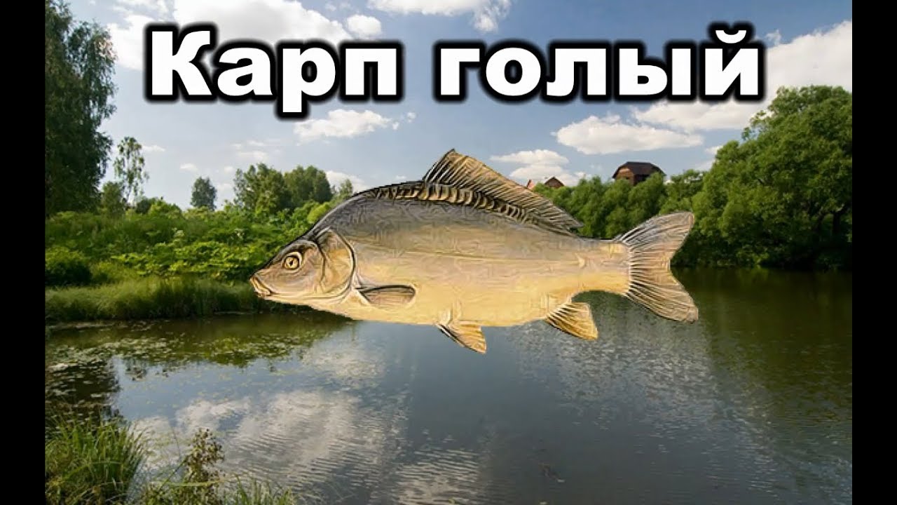 Русская рыбалка 3 золотая рыбка