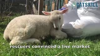 Meet Nina Our Baby Lamb Rescued From Easter Slaughter