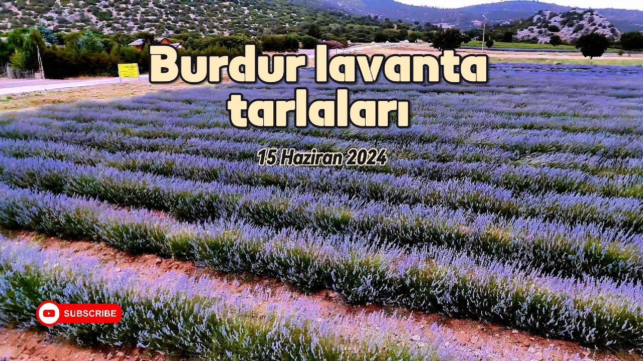 Burdur Lavanta tarlaları,Lisinia,Burdur Gölü