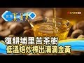 苦盡甘來的“埔里苦茶油”【台灣真善美】2019.11.03