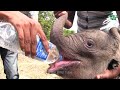 Rescuing a newborn baby elephant that was left alone