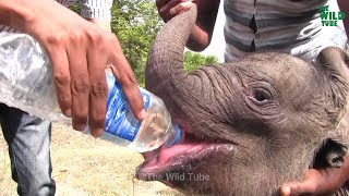 Rescuing a newborn baby elephant that was left alone