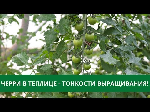 🍅ЧЕРРИ в теплице