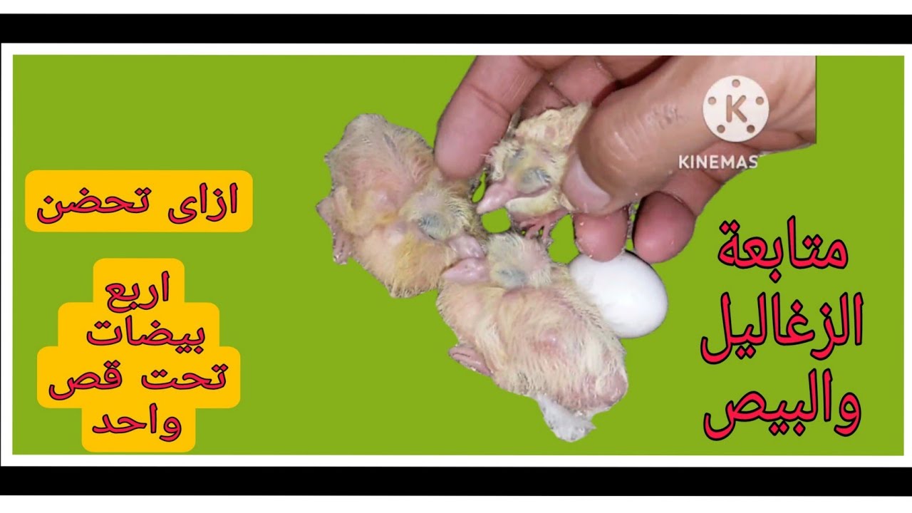 ازاى تحضن اربع بيضات حمام تحت قص واحد