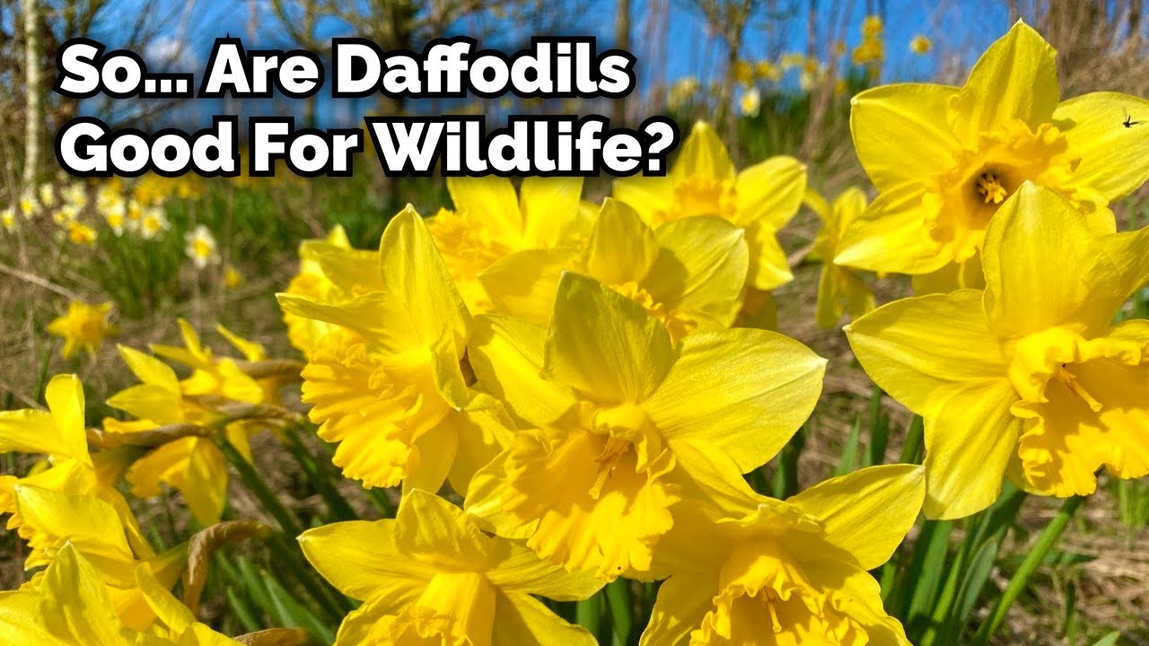 Нарциссы — полезны ли они для дикой природы?