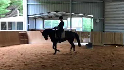 Harry canter