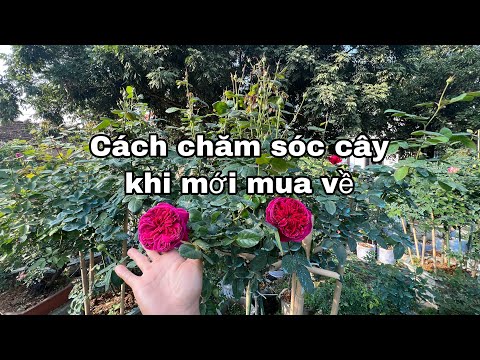 Cách chăm sóc HOA HỒNG khi mới mua về.CHUẨN GARDEN TN mới 2023