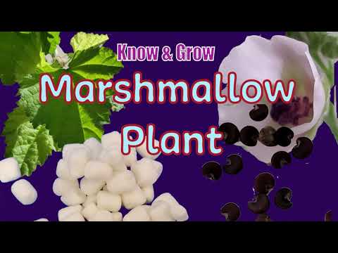 Marshmallow Plant- A Medicinal Plant & A Delicious Desert  | Health Benefits & Growing Mallow Plant