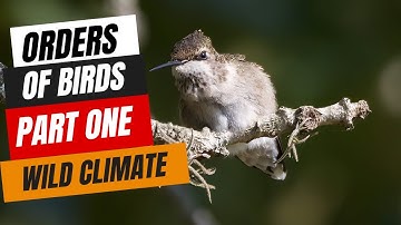 Discover the Hidden World of Bird Orders | classification of class aves