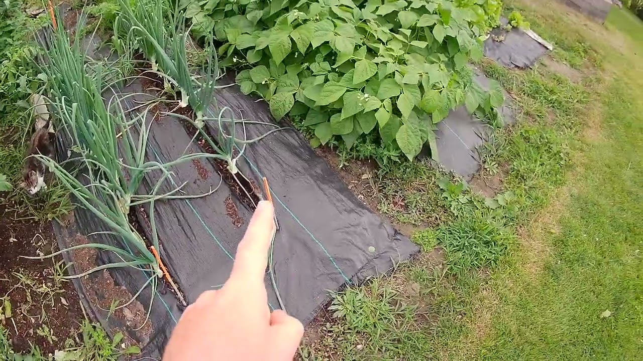 Je suis envahi de tomates