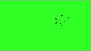 green screen flying birds /nocopyright flying bird /green screen effects /cartoon birds