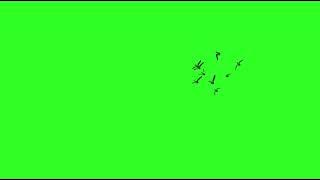 green screen flying birds /nocopyright flying bird /green screen effects /cartoon birds