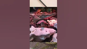Интересный факт о красноухих черепахах 🐢 #turtle #черепахи #террариум #exomenu #экзоменю