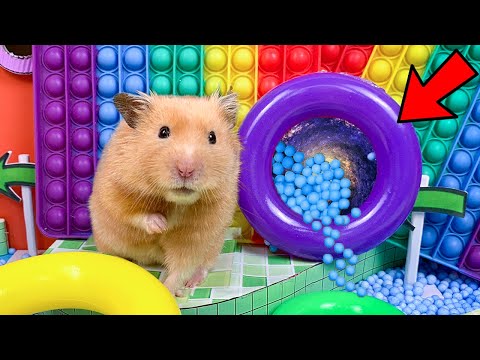 Hamster Escapes the Awesome Pool Pop It Maze for Pets 🐹 in Hamster Stories