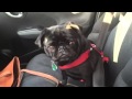 Toby the Pug Wants Out of the Car