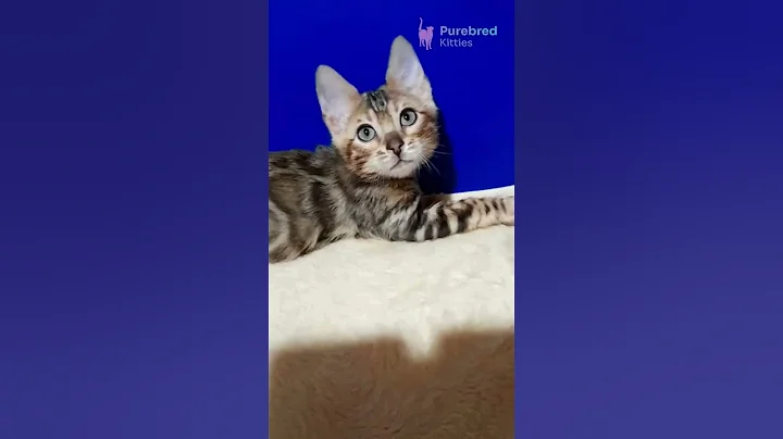 Video 11122191: spotted tabby bengal kitten, tabby bengal male kitten, brown spotted tabby bengal, gorgeous bengal kittens, eyed bengal, bengalcat