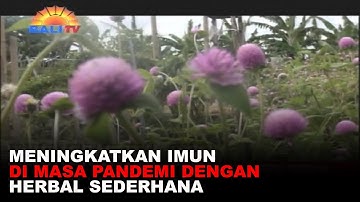MENINGKATKAN IMUN DI MASA PANDEMI DENGAN HERBAL SEDERHANA