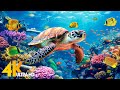 Ocean 4K - Sea Animals for Relaxation, Beautiful Coral Reef Fish in Aquarium(4K Video Ultra HD) #107