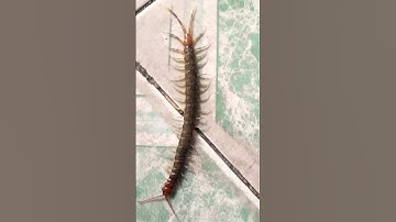 loài bò sát siêu nhiều chân hay còn gọi con rết #animals #shorts