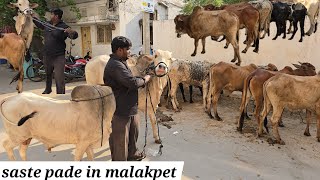 sabse saste bade janwar for sale in old malakpet | ongole bull's available in Hyderabad malakpet