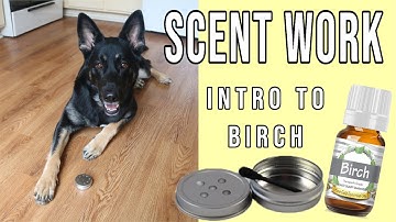 Intro to Birch Scent - Training K9 Scentwork Nosework Sport Detection