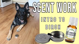 Intro to Birch Scent  Training K9 Scentwork Nosework Sport Detection