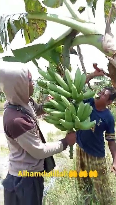 Panen Pisang Nangka #shorts