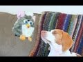 Dog vs. Furby:  Cute Dog Maymo
