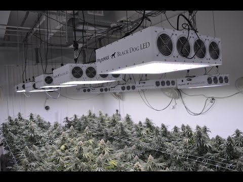 Best Commercial LED Grow Lights -- 10,000Watt -- Time-Lapse