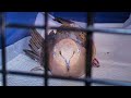 負傷ハトポッポ救出