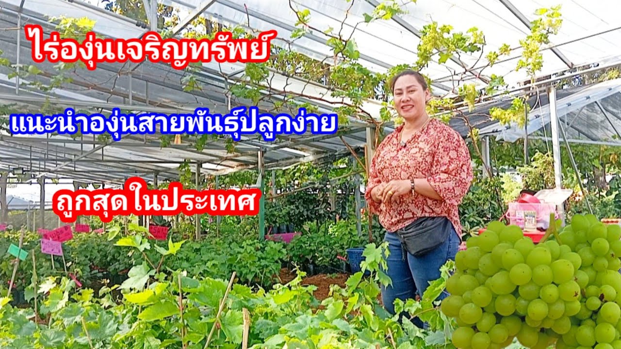 สายพันธุ์องุ่นออกผลง่าย ปลูกง่าย มือใหม่ต้องได้ฟัง ไร่เจริญทรัพย์วังน้ำเขียวแหล่งความรู้และพันธุ์ดี