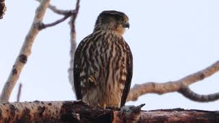 Merlin Late Evening