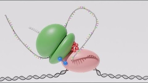 Visualizing the dynamic process of transcription-translation coupling