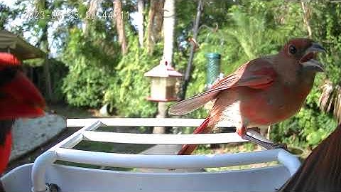 Smart bird feeder with camera