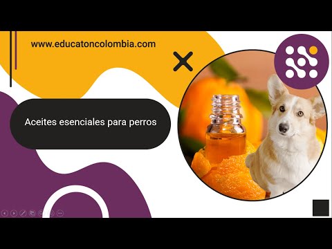 Video: Aceites Esenciales Para Mascotas: ¿medicina O Toxina?