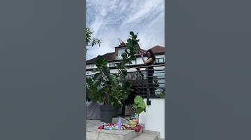 Repotting a massive Fiddle Leaf Fig #ficus  #fiddleleaffig #repotting #houseplants