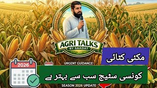 Maize harvesting and best stage to get high yield ||@agritalksbysaadat