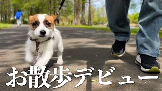 【Three months】Why walking your puppy is difficult