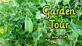 Garden Tour~June 2024 ~ Zone 7a @KatieCooksandCrafts
