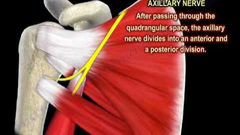 NERVE INJURY IN THE UPPER EXTREMITY- Everything You Need To Know - Dr. Nabil Ebraheim