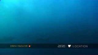 Gannets plunge into sea for sardines