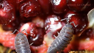 Isopods Eat Pomegranate