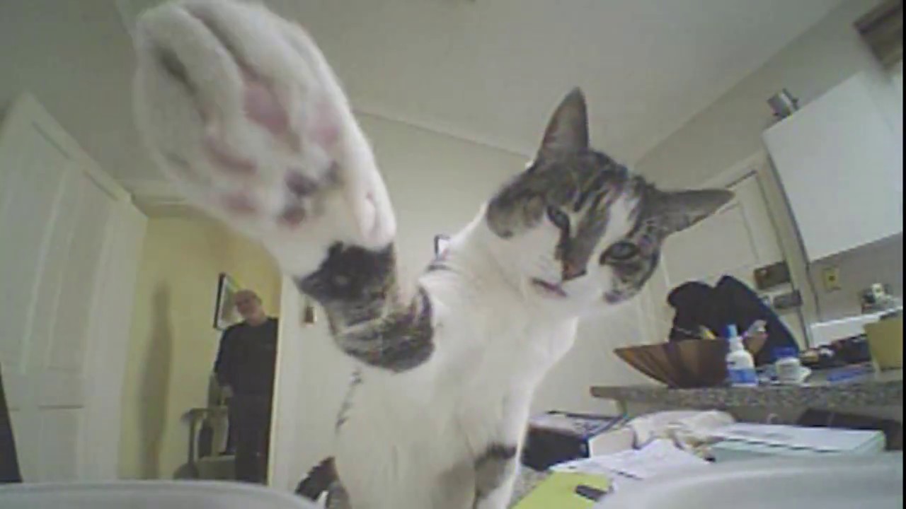 Cat vs Drone YouTube