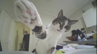 Cat vs Drone
This is Mo meeting my Tiny Whoop indoor drone. Cat vs Drone