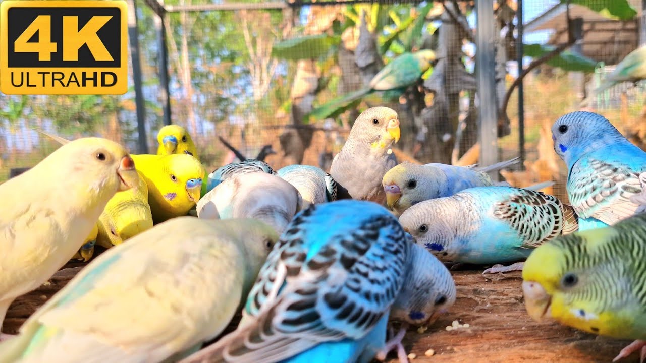 parakeet budgies come with big group to sing sweet song in the morning. Budgies singing sound 
