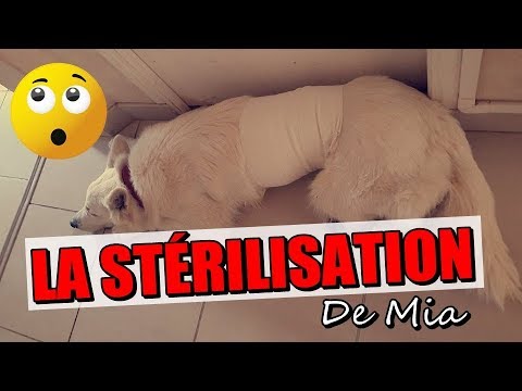 Vidéo: La stérilisation de votre chien: avantages et inconvénients