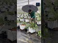 Monitoring blueberry plants. #blueberry #farming #foryou